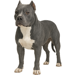 American Bully (Standard)